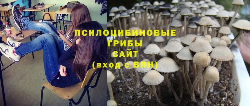 Псилоцибиновые грибы Psilocybine cubensis  Трубчевск 