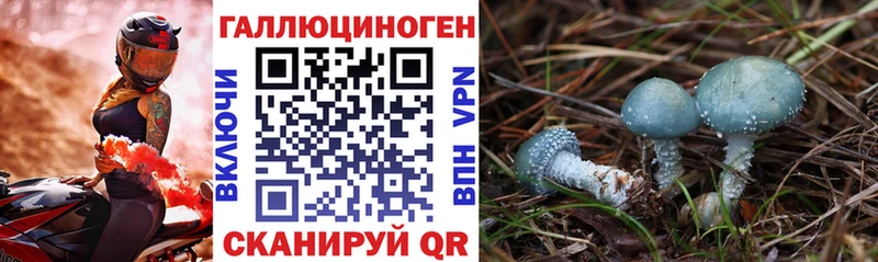 Псилоцибиновые грибы Psilocybine cubensis  Трубчевск 